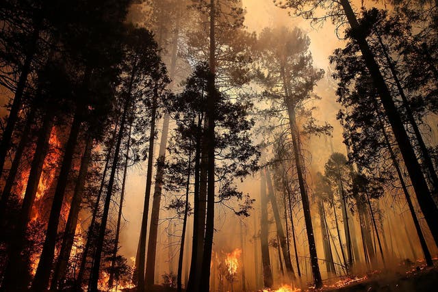 The forest fires that have hit California this year could be causing lasting damage to the environment owing to climate change