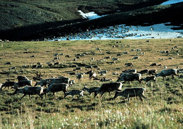 Caribou graze in the Arctic National Wildlife Refuge – some 19.6 million acres of protected land that is considered holy by Native American tribes