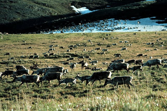 Caribou graze in the Arctic National Wildlife Refuge – some 19.6 million acres of protected land that is considered holy by Native American tribes