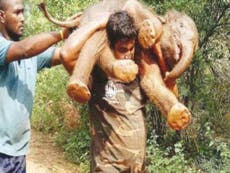 Rescuers carry starving baby elephant on their soldiers to save it