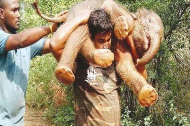 Helpers were left with no choice but to help the elephant home after it kept returning to the rescue party
