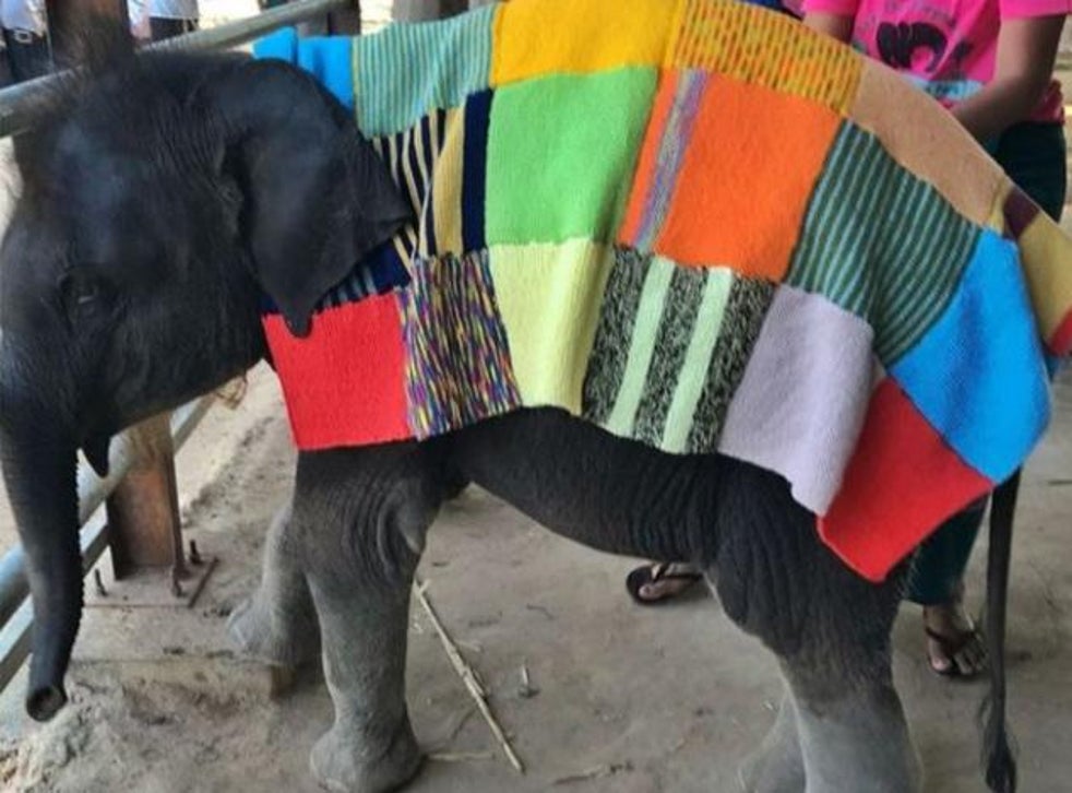 Baby elephants are wearing handknitted coats in Southeast Asia after