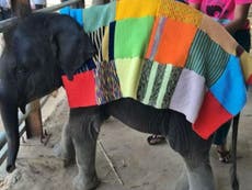 Baby elephants are wearing hand-knitted coats after cold snap