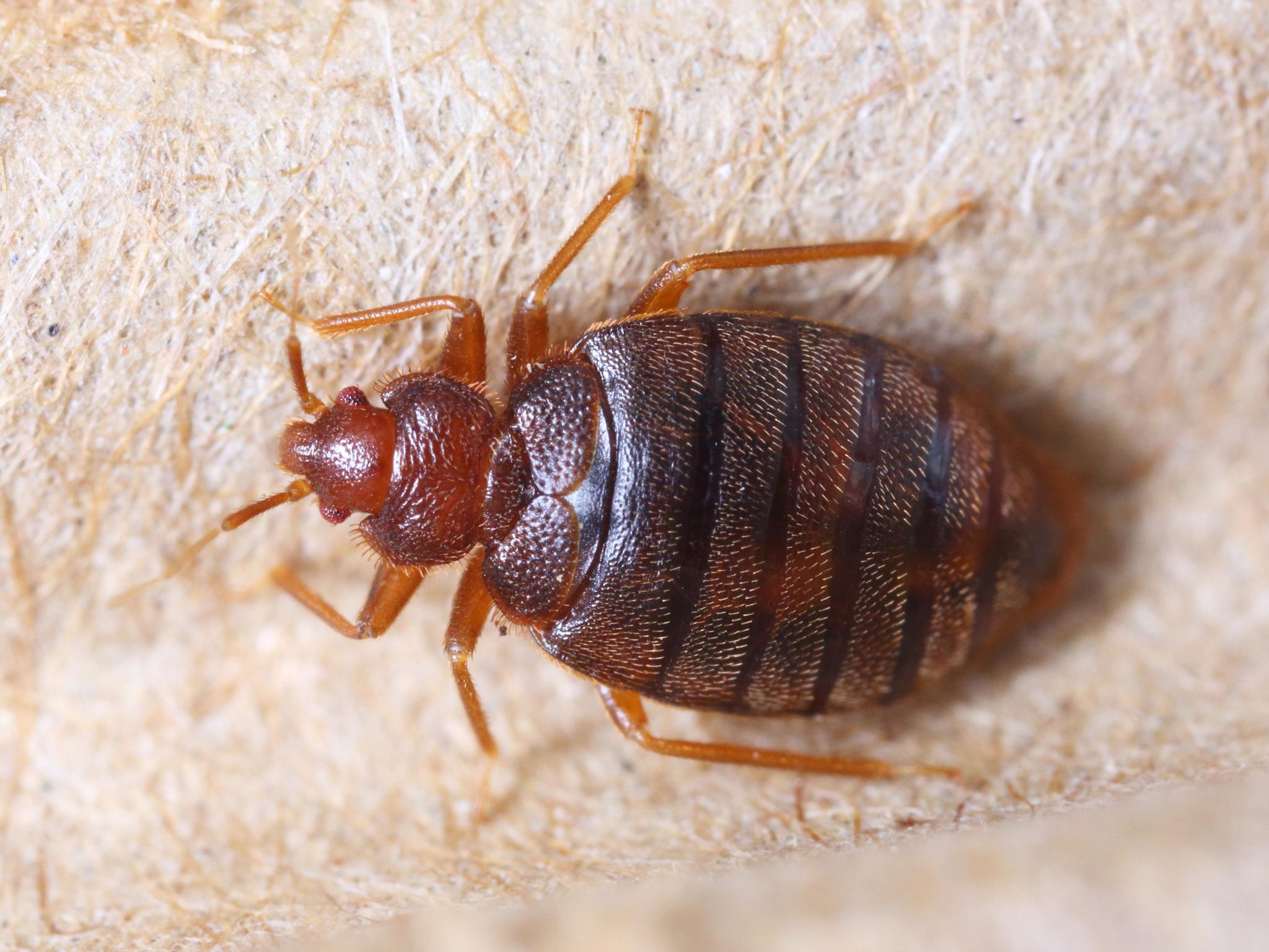 mild bed bug infestation