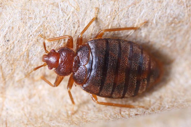 An adult bed bug can be up to 6mm long – the size of an apple seed.