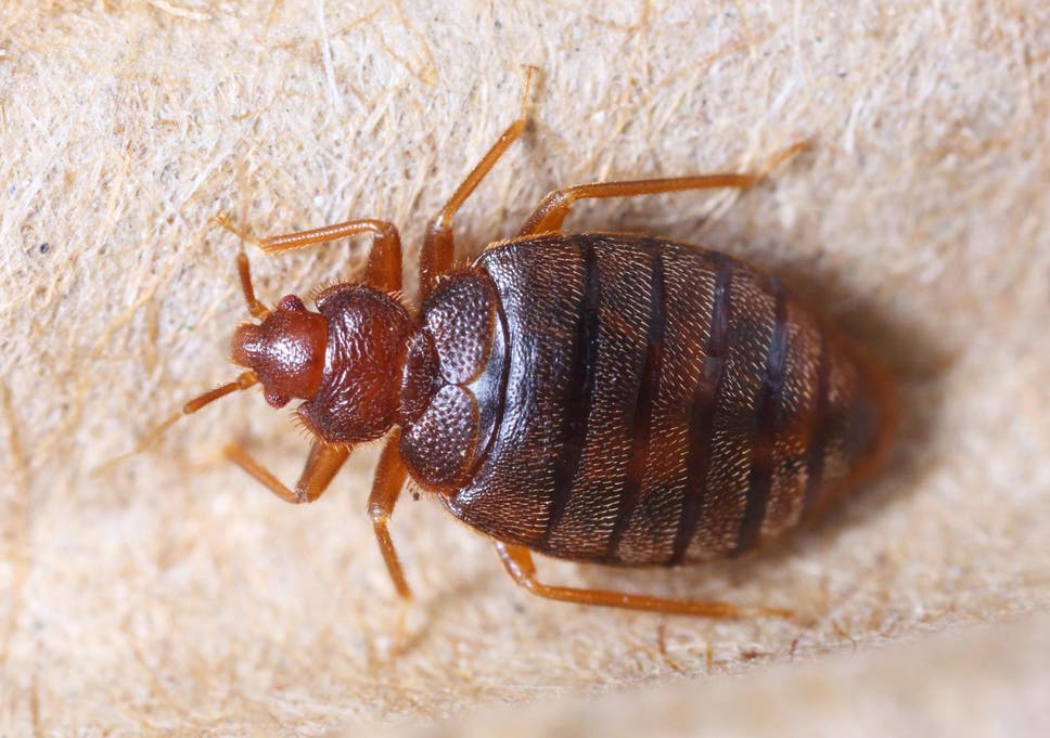 how to get rid of bed bugs: signs, treatment and what bites look