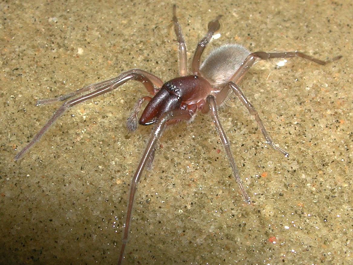 The new species of spider inhabits the shores of north eastern Queensland, Australia