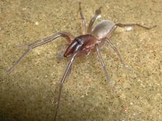 New underwater spider species named after Bob Marley