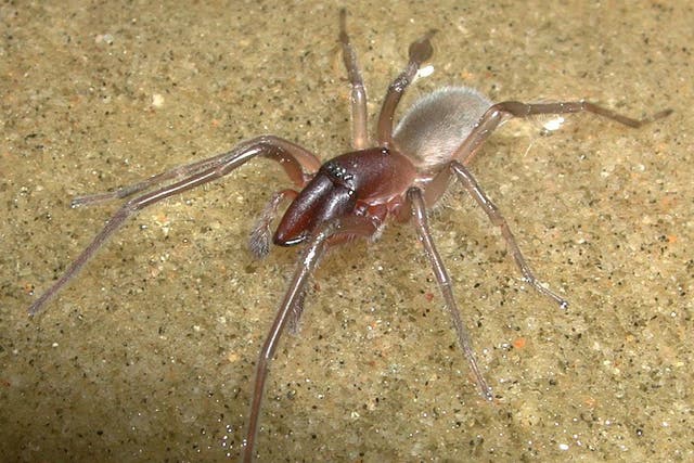 The new species of spider inhabits the shores of north eastern Queensland, Australia