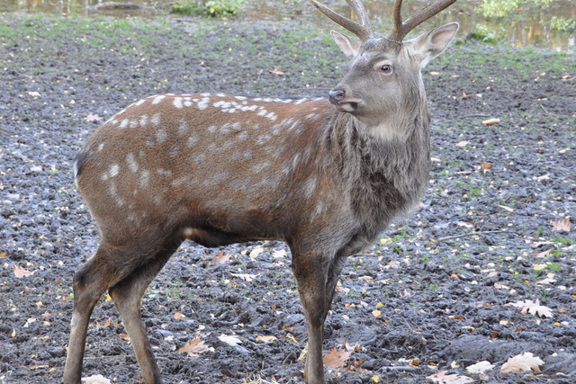 A male sika deer stag