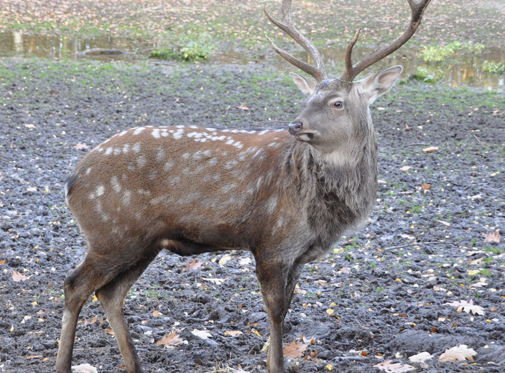 A male sika deer stag