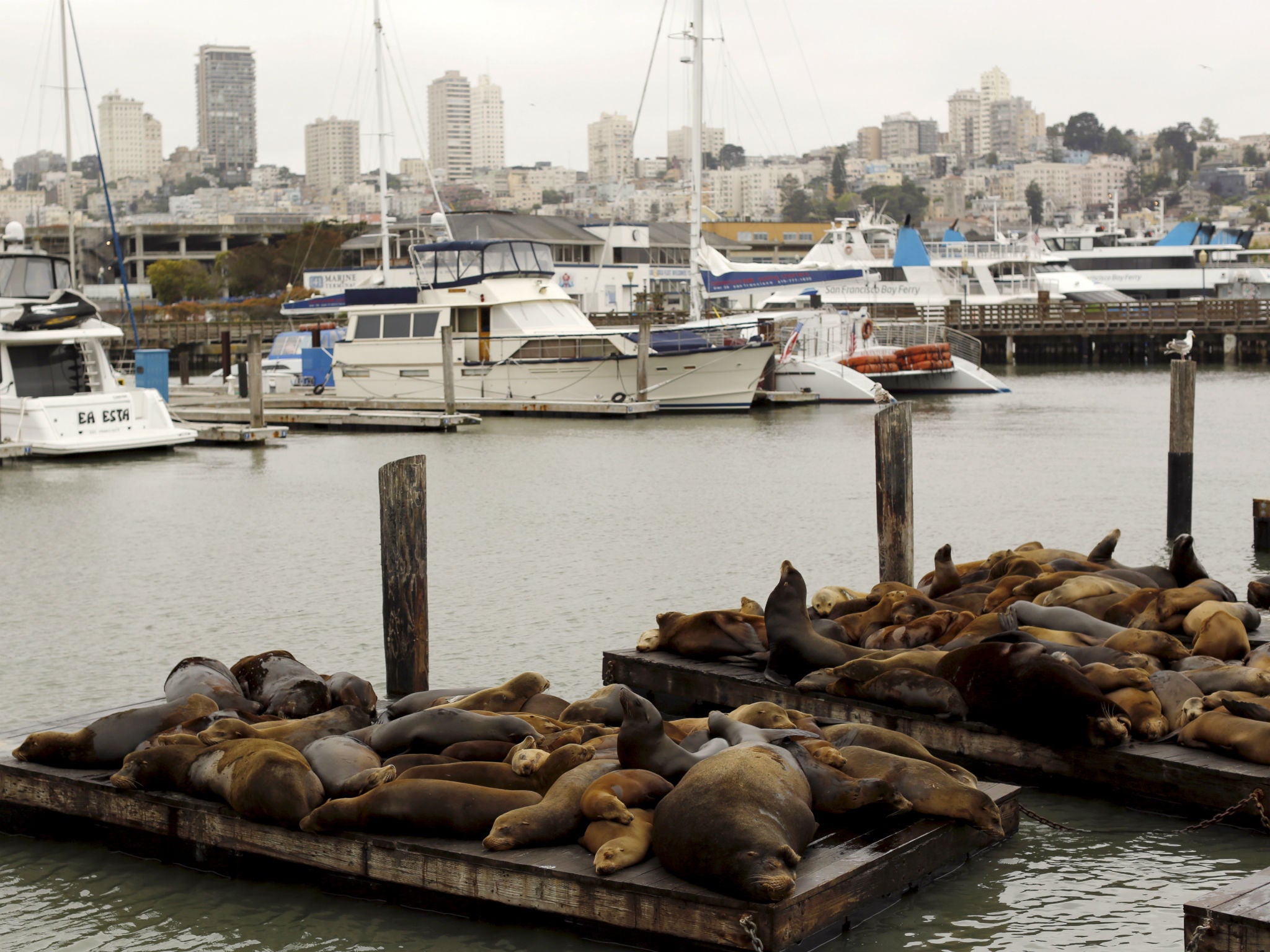 A view of Pier 39 in San Francisco, which the former Marine allegedly targeted because ‘he had been there before and knew that it was a heavily crowded area’
