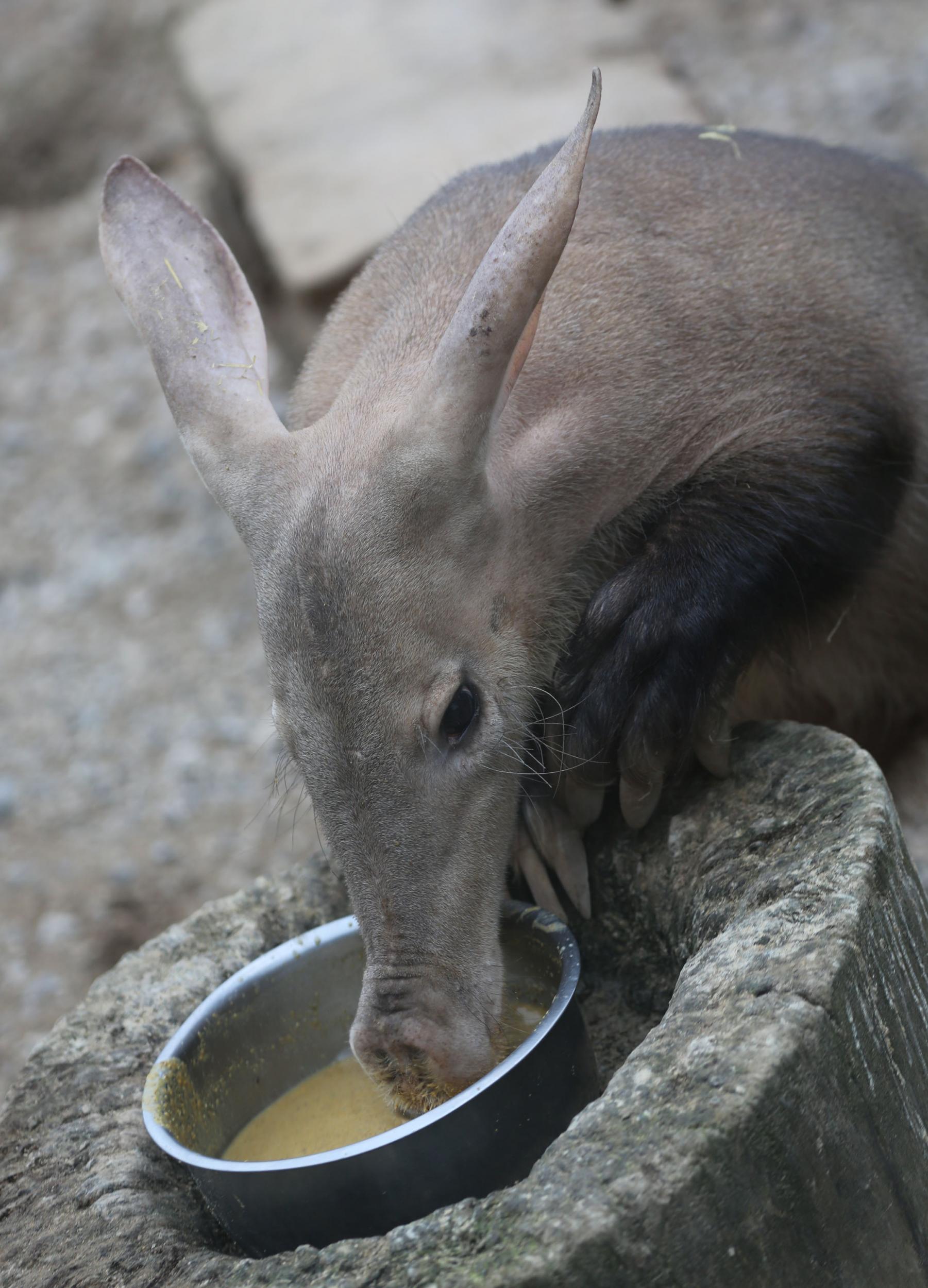 &#13;
Misha, the aardvark who died in the fire &#13;