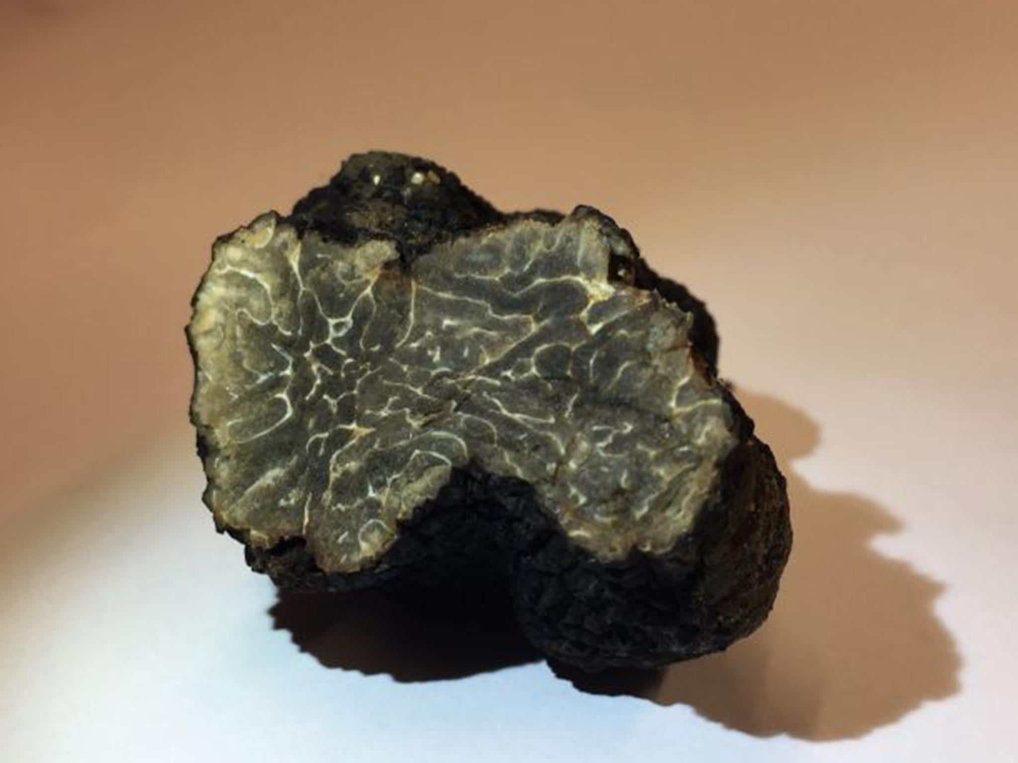 The winter black truffle was found on a rooftop in Paris