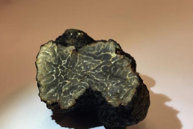 The winter black truffle was found on a rooftop in Paris