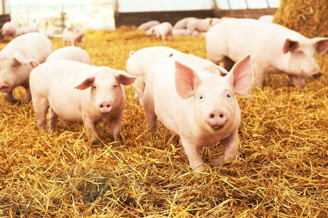 <p>Representational: A Chinese school in Yunnan rewarded 20 of its top pupils with piglets  </p>