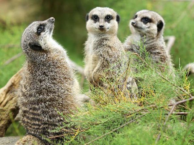 Three of London Zoo's meerkats