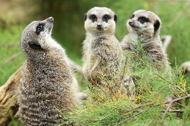Three of London Zoo's meerkats