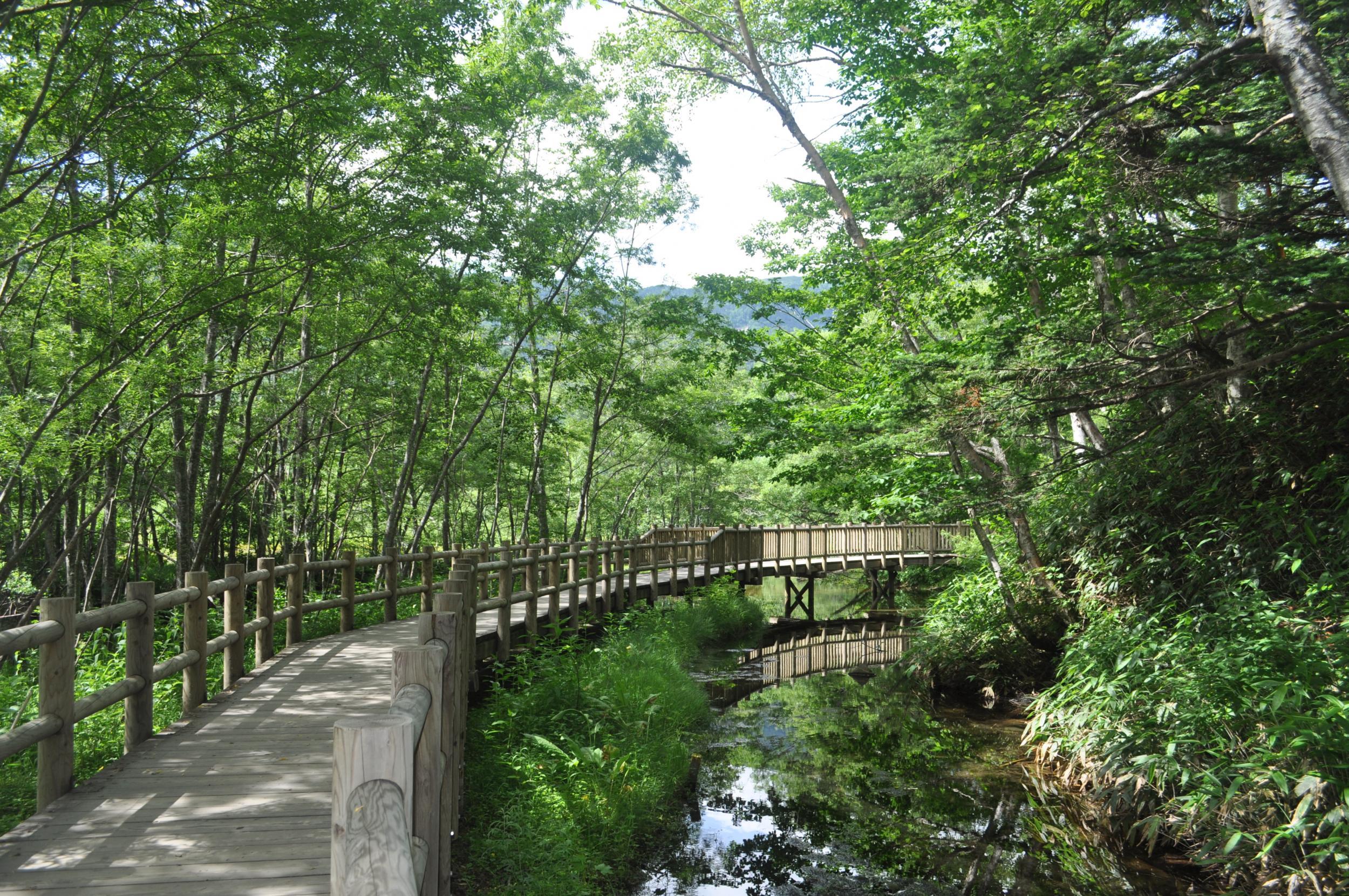 Kamikochi is quieter and ideal for forest-bathing
