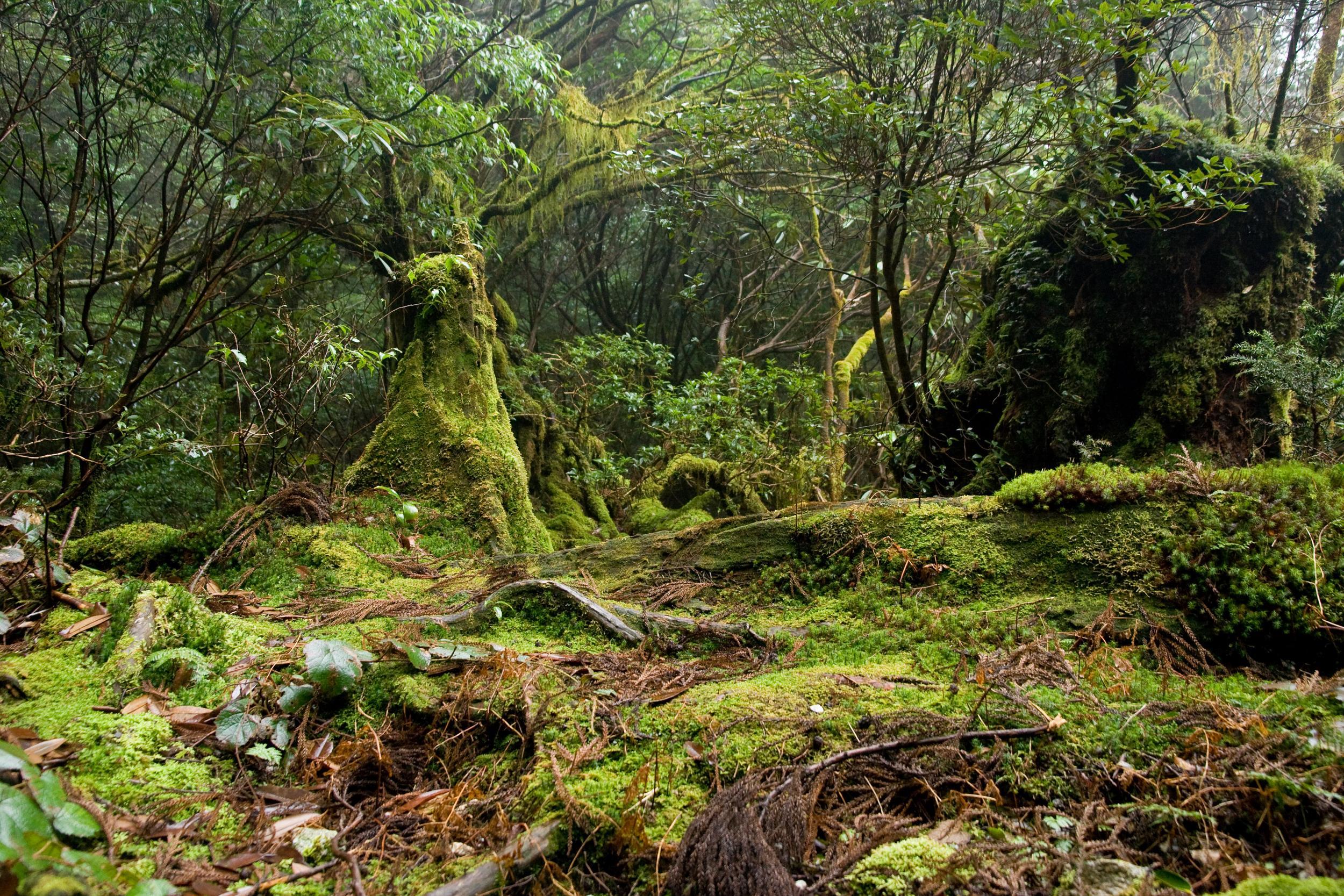 The cedar forests on Yakushima are an ideal place to soak up the forest