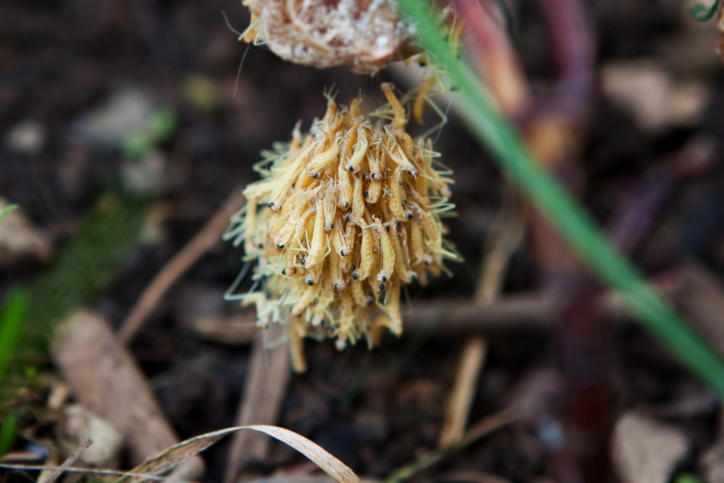 Check your tree or these could hatch in your home