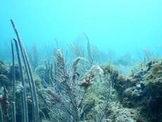 Extent of hurricane damage to Caribbean coral reefs revealed 
