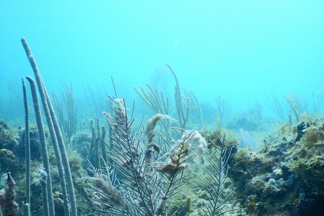 Damaged gorgonian corals on a reef on St John, US Virgin Islands. The wispy, white strands clinging to the edges of the coral are harmful cyanobacteria, which have grown on injured areas.
