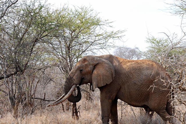 'One of the elephants charged and trampled him to death'