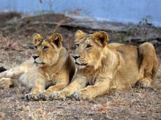London Zoo lion inbreeding causes 'high level of deaths', finds report