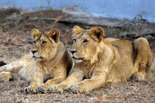 Asian lions, like those pictured in the wild in Sasan Gir, Gujarat, were brought to Europe in the 1990s – but the gene pool is very limited