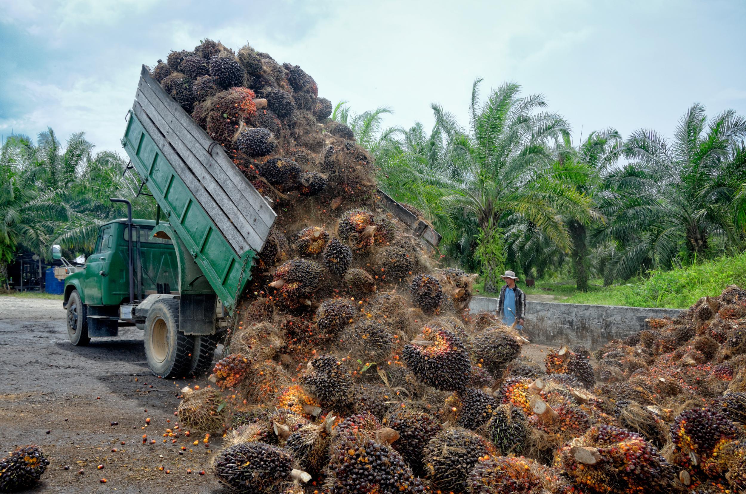 Unsaturated fat means less harmful palm oil production
