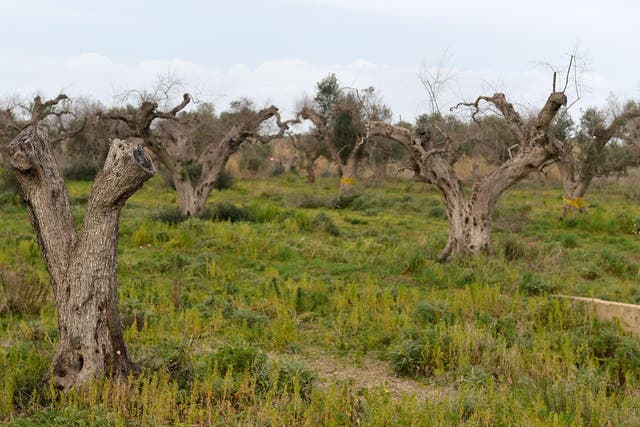Infected olive trees cut down in the Italian town of Gallipoli near Lecce