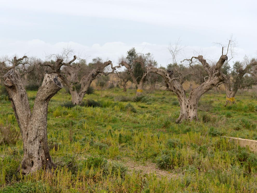 Deadly disease killing olive trees ‘could cost over £20bn’ across Europe The Independent The