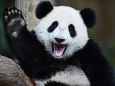 Thatcher thought pandas did not make 'happy omens' for politicians
