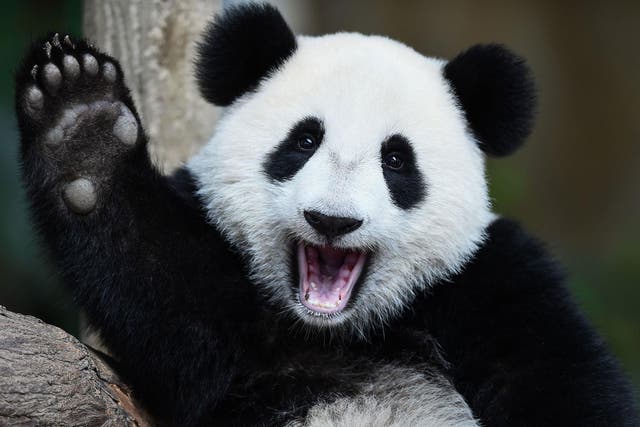‘Pandas and politicians are not happy omens!' Margaret Thatcher wrote