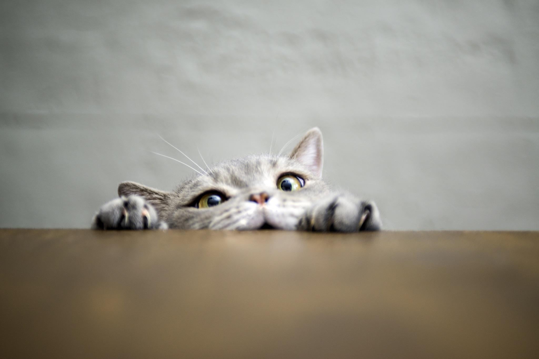 Why do cats purr? | The Independent | The Independent