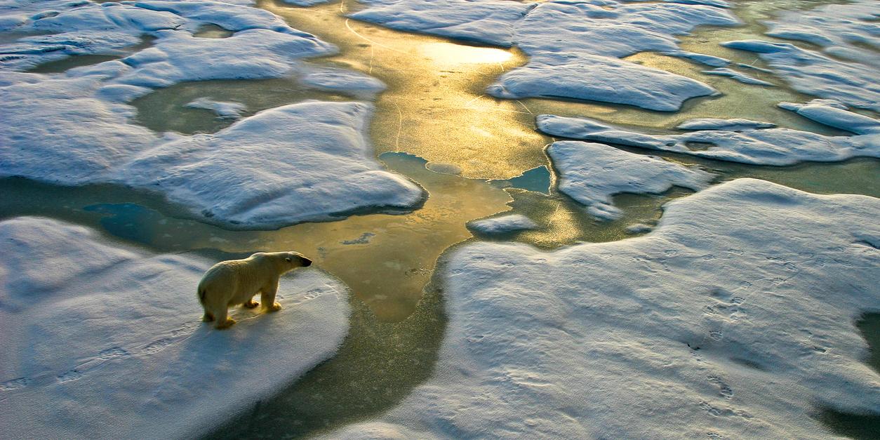 A ‘real-world’ polar bear, rather than an armoured one, on thin ice
