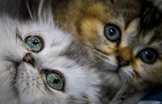 Congress to stop US government’s ‘slaughter’ of kittens