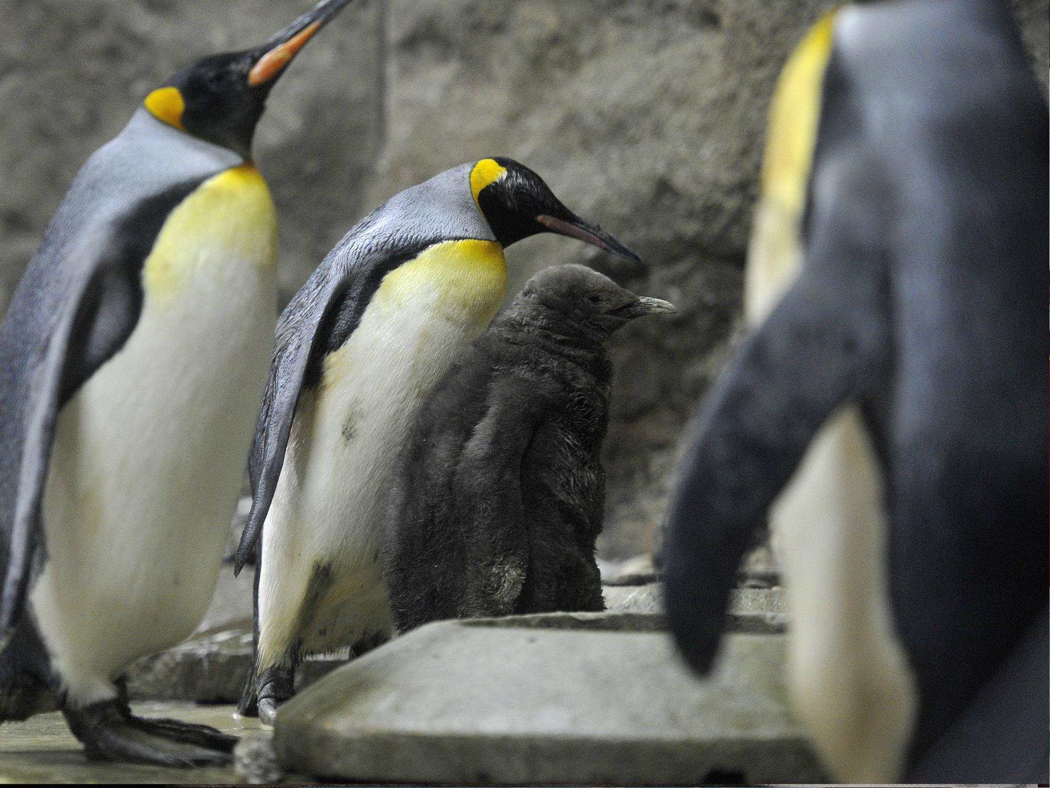 Calgary Zoo in Alberta, Canada, has moved its king penguins indoors