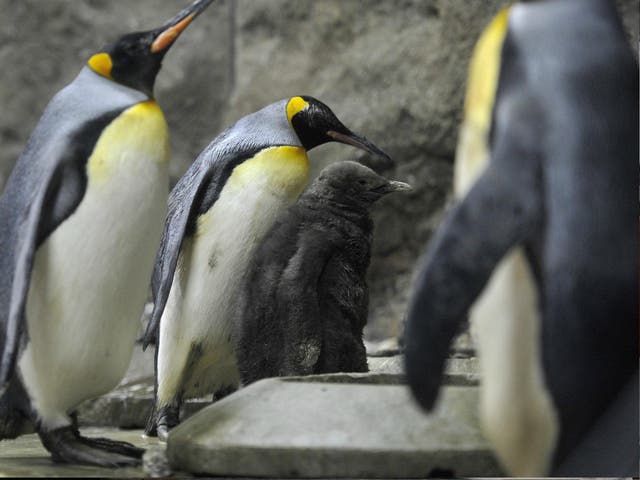 Calgary Zoo in Alberta, Canada, has moved its king penguins indoors 