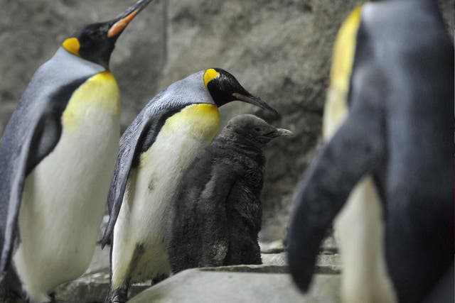 Calgary Zoo in Alberta, Canada, has moved its king penguins indoors 
