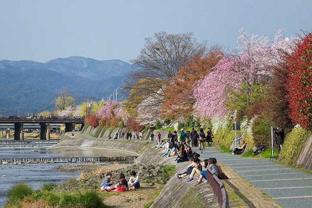 Cherry blossom in Kyoto