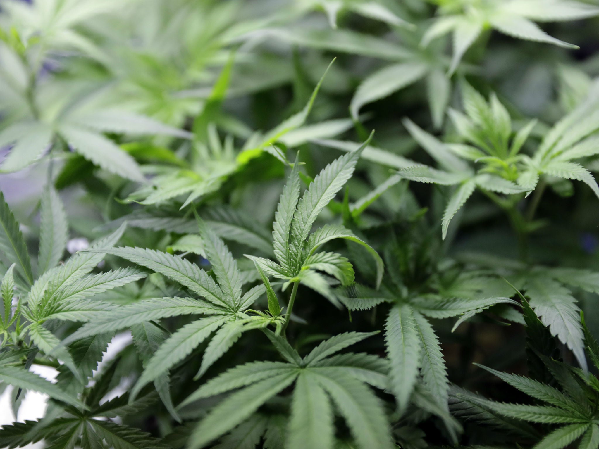 Marijuana plants at the KindPeoples dispensary in Santa Cruz, California