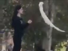 Pictures of Iranian woman removing hijab hailed as symbol of defiance