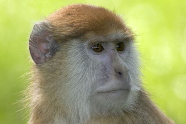 An investigation has been launched into the Patas monkeys' deaths