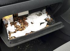 Man's car breaks after squirrel fills it with hundreds of acorns