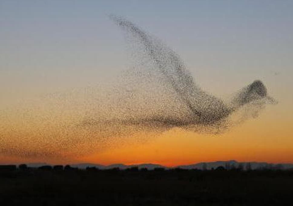 Image result for images starlings