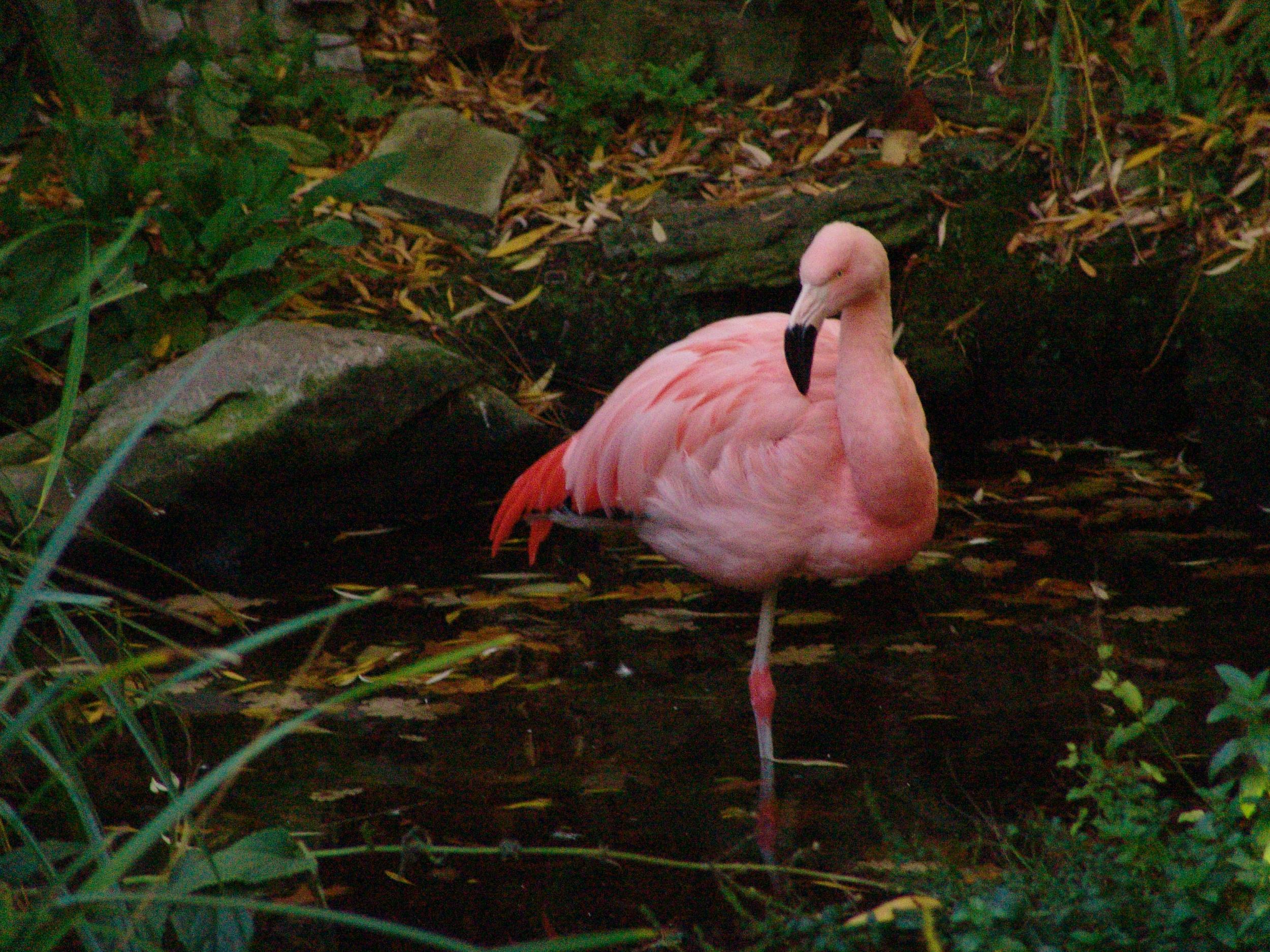 The gardens featured flamingos