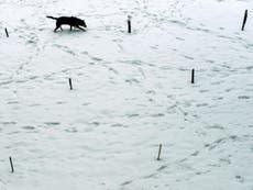 Dog frozen solid on Ohio doorstep amid arctic conditions