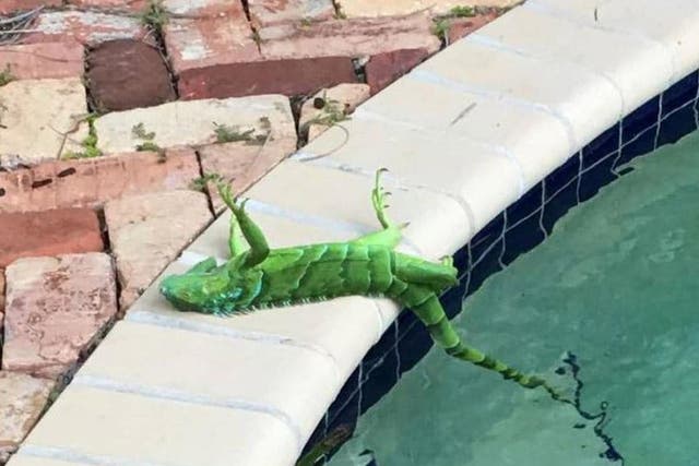 A frozen iguana lying immobile next to a swimming pool